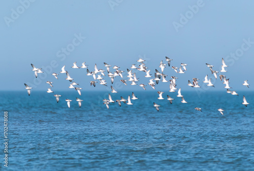 A group of Crab plovers flying on the shore in Bay of bengal inside Marine National Park, Gujarat