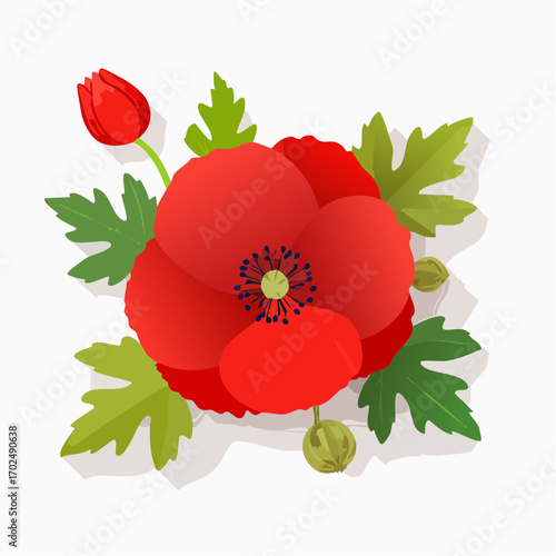 Hintergrund Klatschmohn