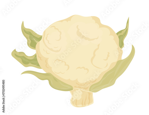 Fresh cauliflower simple vector illustration. Vegetarian meal icon isolated on white