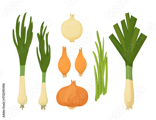 Fresh onion vector collection. Whole onion, leek and green onions. Illustration isolated on white background.