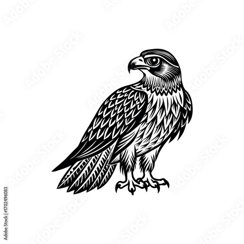 Detailed black and white illustration of a falcon perched on the ground