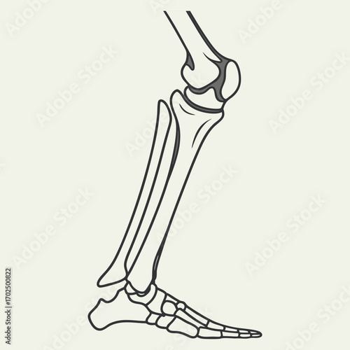Human Leg Bones Lateral View, Anatomy of the Lower Leg and Foot, Skeleton of a Human Lower Limb, Side View of a Human Leg Skeleton