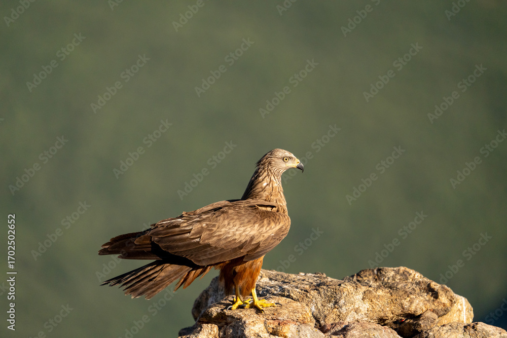 Fototapeta premium Black kite (Milvus migrans) photographed in Spain