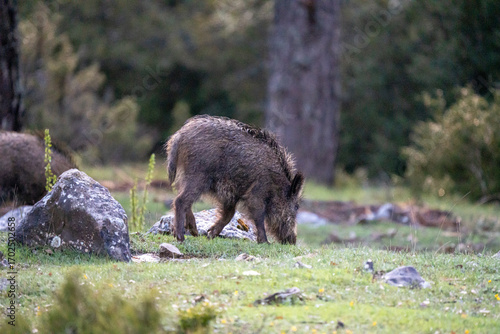 Wild boar (Sus scrofa) photographed in Spain
