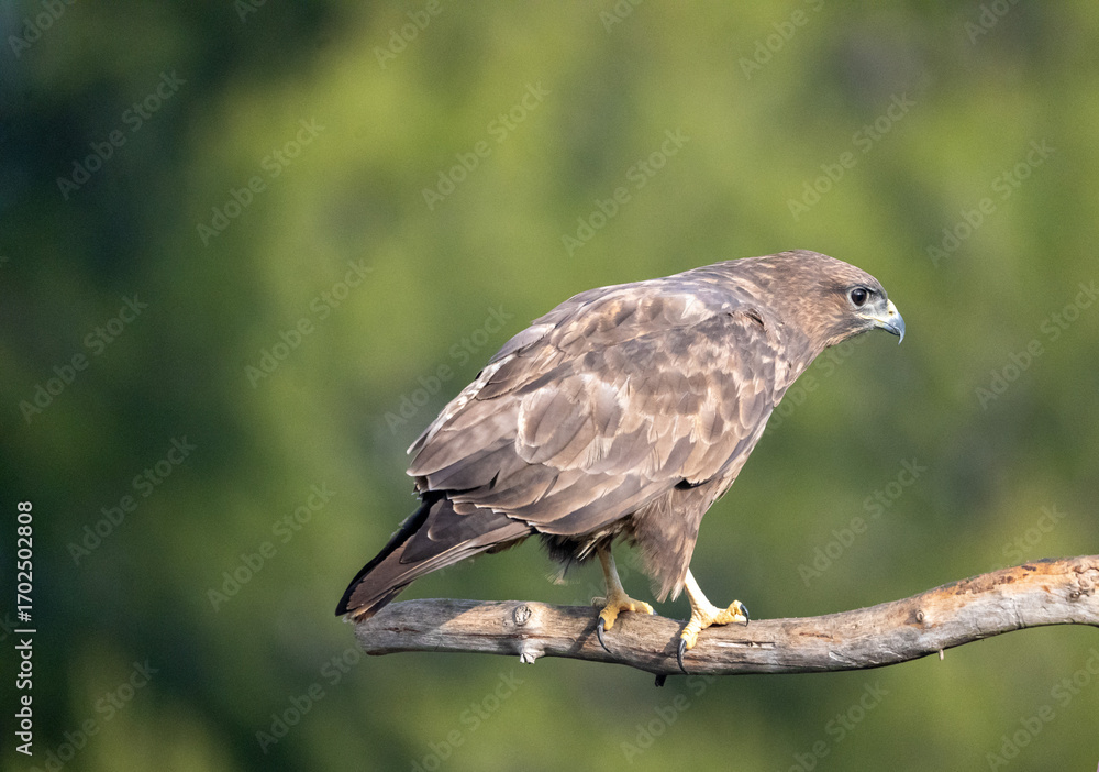 Naklejka premium Common Buzzard (Buteo buteo) photographed in Spain