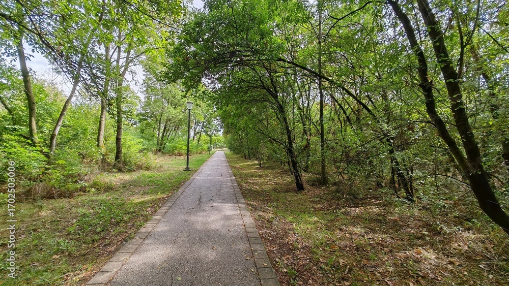 Naklejka premium Paved walkway through green forest