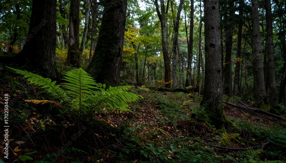 Fototapeta premium Lush forest floor in autumn