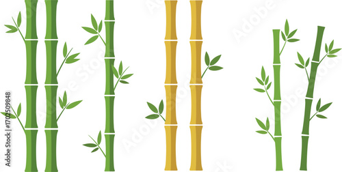 tall bamboo stalks with green leaves and yellow variations