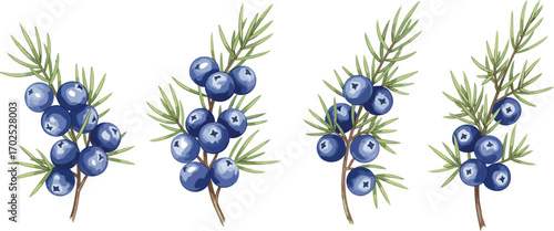 Juniper berries botanical illustration with green needle leaves, detailed herbal plant design, aromatic spice ingredient, nature food concept, CAD drawing flat vector illustration