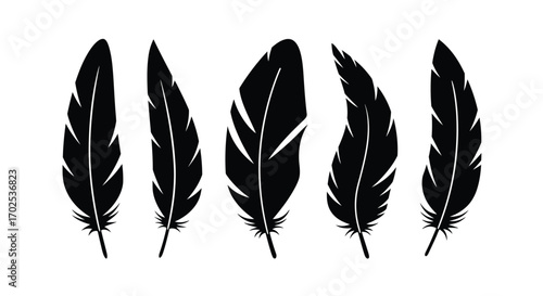 Five black feathers isolated on white background, each with a unique shape and texture, creating a visually appealing and minimalist composition
