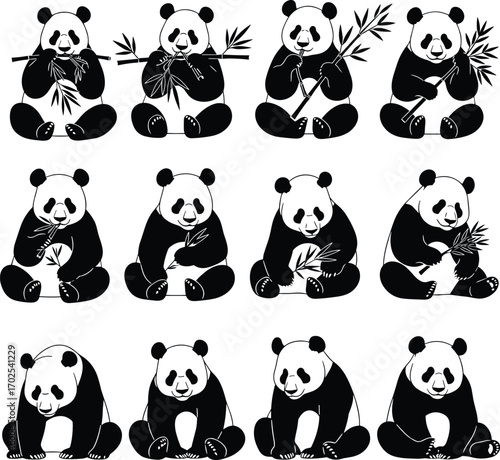 Cute panda bears eating bamboo, sitting and relaxing, black and white silhouette, adorable animals, wildlife nature, peaceful behavior, bamboo forest, pandas