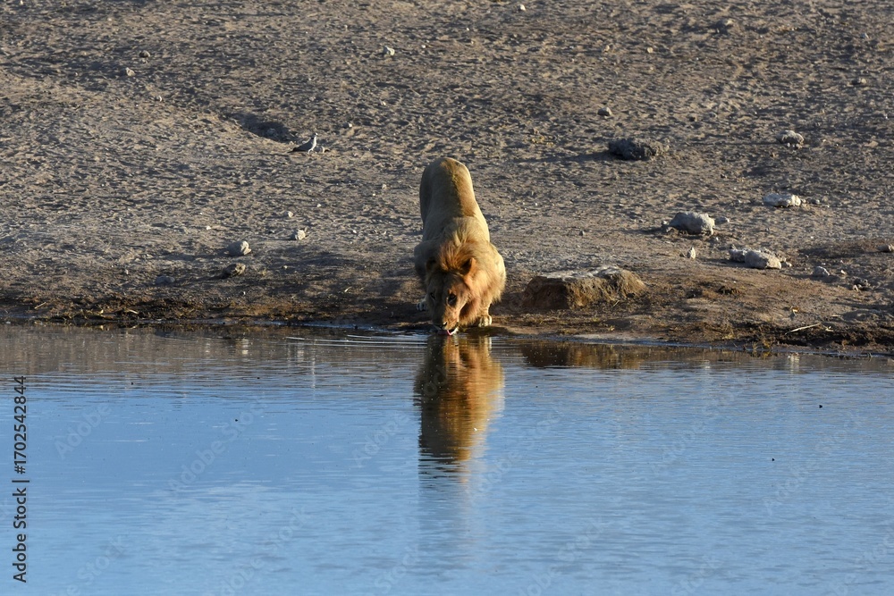 Fototapeta premium Männlicher Löwe am Wasserloch Chudop im Etoscha Nationalpark in Namibia. 