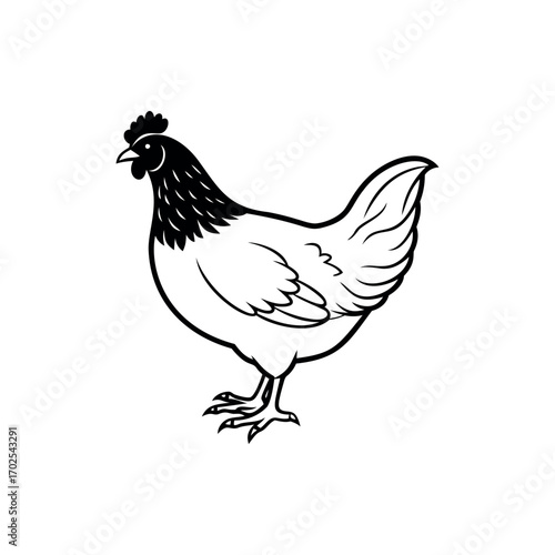 Detailed monochrome illustration of a chicken standing on a white background