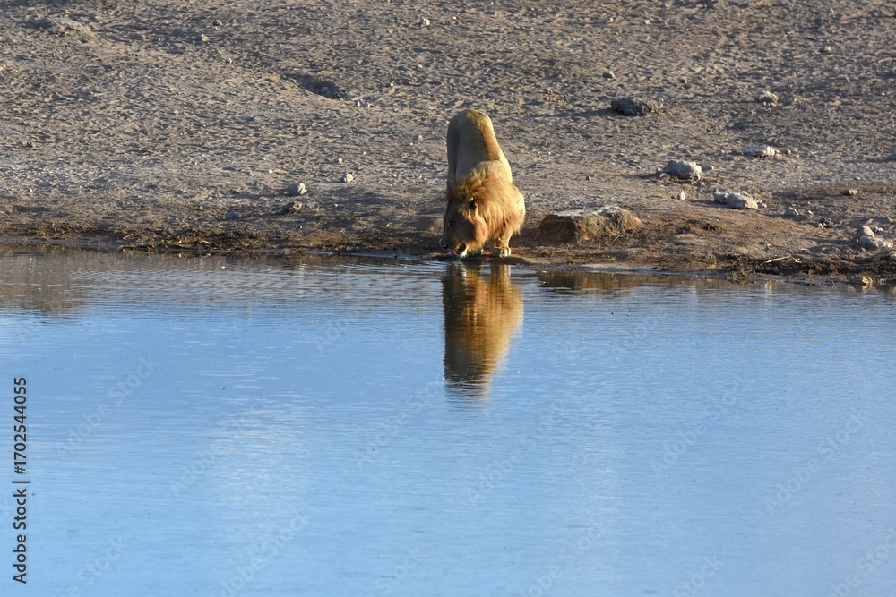 Fototapeta premium Männlicher Löwe am Wasserloch Chudop im Etoscha Nationalpark in Namibia. 