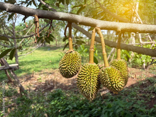 The green baby durian seasonal, start season of king of fruit with yellow light background.