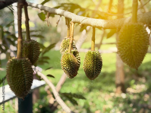 The durian baby, king of fruit