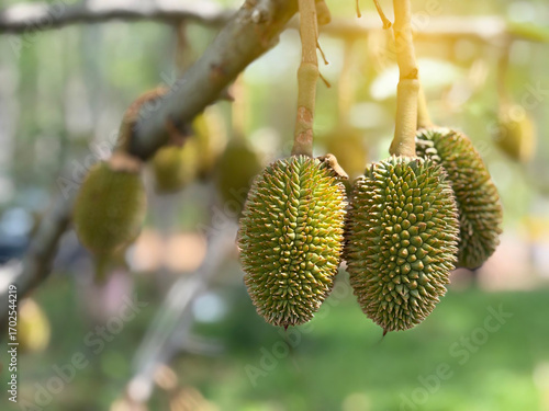 The durian baby, king of fruit
