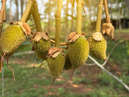 The durian baby, king of fruit