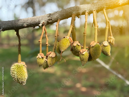 The durian baby, king of fruit