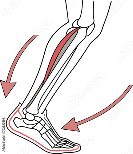 Lower Leg Muscle and Bone Anatomy, Foot and Ankle Movement and Biomechanics, Human Leg Bones and Tibialis Anterior Muscle, Foot Dorsiflexion Exercise Diagram