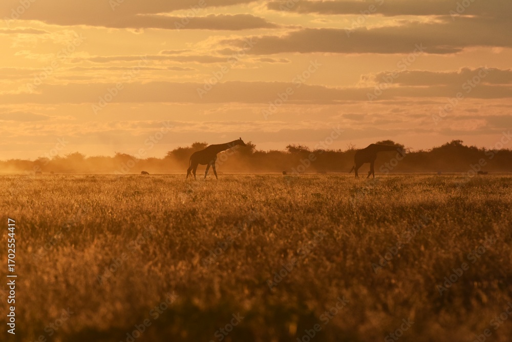 Obraz premium Steppengiraffe (giraffa camelopardalis) im Sonnenuntergang (Etoscha Nationalpark in Namibia)