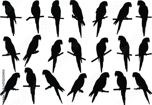 Parrot bird silhouette collection, exotic bird shadow set, tropical parrot sitting on perch, vector isolated design, black parrot illustration