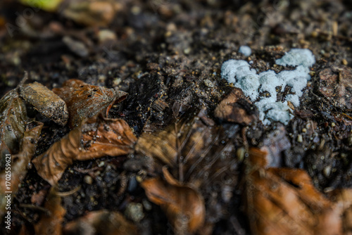 Lebensraum des Waldes mit Laub und blauem Pilz in der Nähe von feuchtem Boden am frühen Morgen