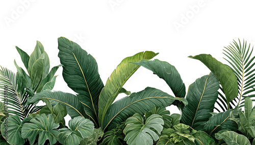Lush tropical foliage.  A horizontal band of various tropical plants with vivid green leaves