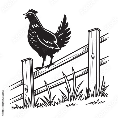 A black and white illustration of a chicken perched on a wooden fence with grass at the bottom