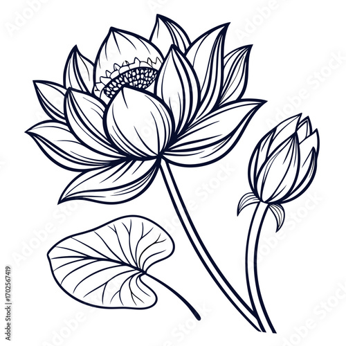 Elegant lotus flower and bud in line art style