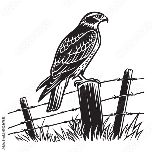Black and white illustration of a hawk perched on a barbed wire fence post in a grassy field, isolated on white background