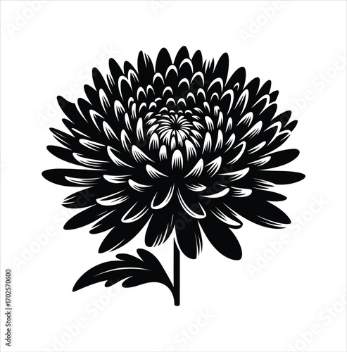 Chrysanthemum Flower Graphic Illustration Exuding Elegance and Simplicity A Classic Botanical Design Black and White