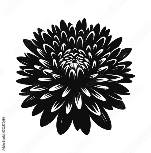 A Striking Chrysanthemum Blossom A Bold Black and White Floral Illustration of a Classic Bloom with Intricate Petal Arrangement