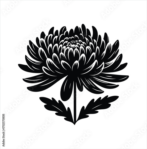 Elegant Chrysanthemum Silhouette A Striking Botanical Illustration of a Full Bloom Flower Head with Detailed Petals and Delicate Leaves