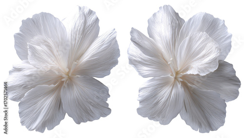 Two symmetrical, delicate white flowers