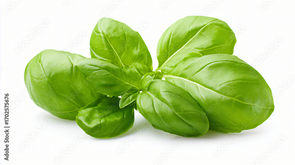 Fototapeta premium Fresh green basil leaves isolated on white background, aromatic culinary herb for cooking
