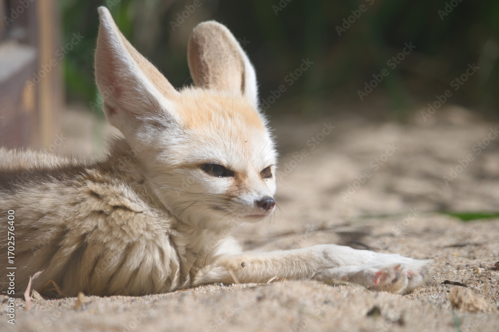 Fototapeta premium Fennec Fox Relaxing on Sandy Ground