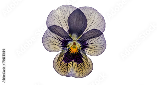 Realistic purple pressed pansy flower isolated on transparent background