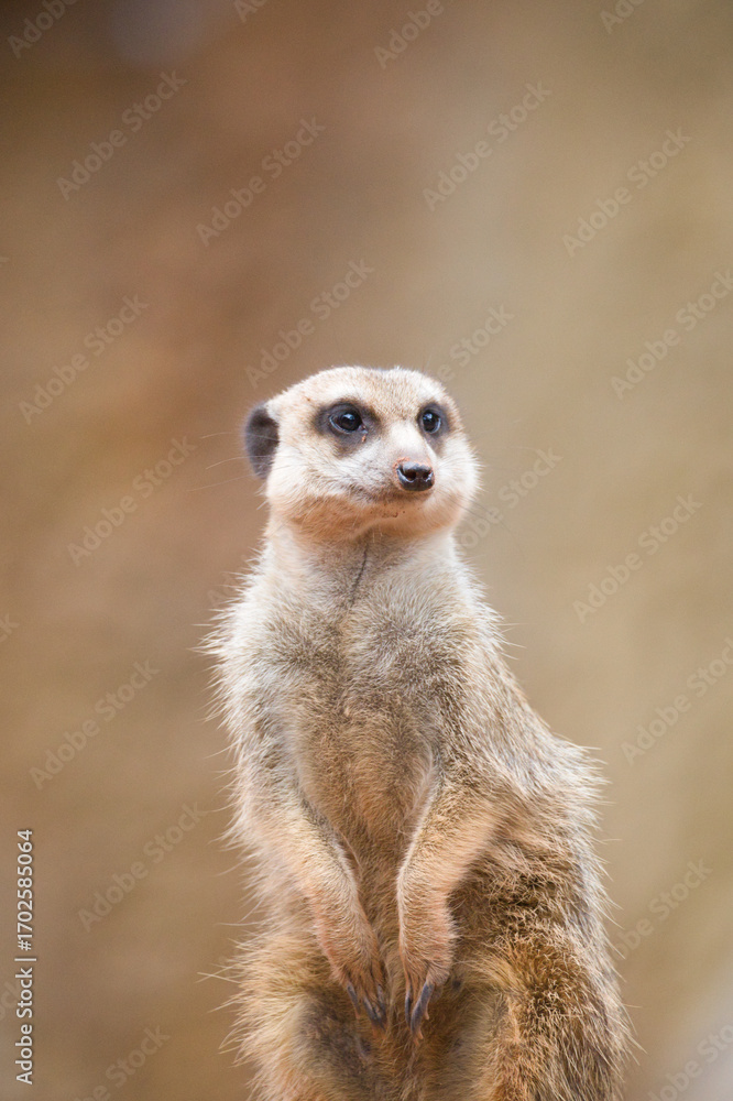 Fototapeta premium Meerkat Sitting Alert and Observant