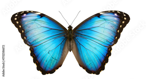 Vibrant blue Morpho butterfly with open wings isolated on transparent background