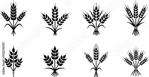  set of wheat ears collection of different stylized wheat ears, design elements for logo, emblem, label vector illustration of agriculture, grain, harvest