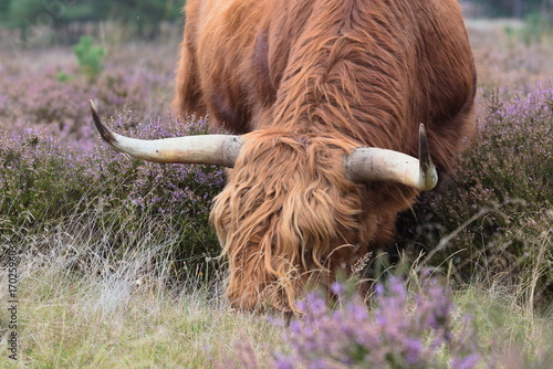Scottish Highland cows grazing in heather meadows. Calm beautiful nature.