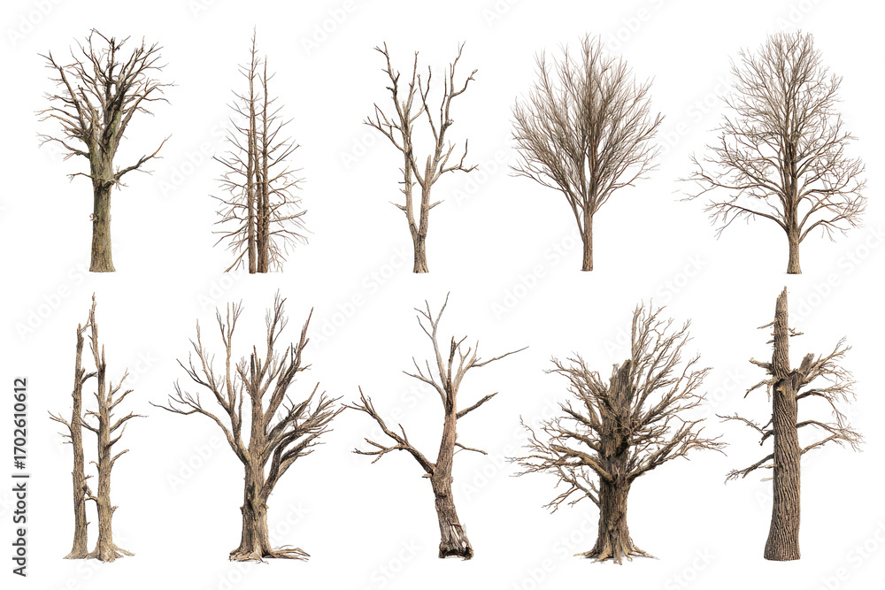 Fototapeta premium Various barren trees in a grid