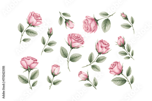Pink watercolor rose buds and blossoms with green foliage isolated. Watercolor roses and leaves botanical collection.