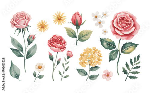 Watercolor roses, daisies, and hydrangea floral elements isolated.