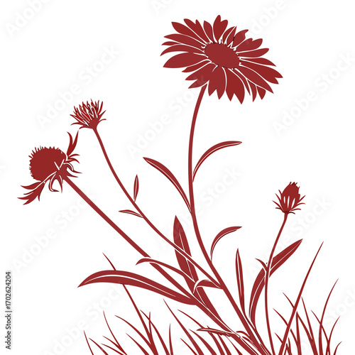 blanket gaillardia gallo red vector