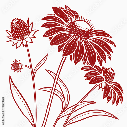 blanket gaillardia gallo red on white background 