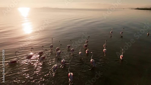 Flamingos seen by drone in the Mar Menor, Region of Murcia, in the golden morning light.