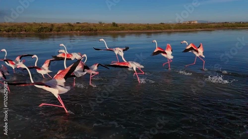 Flamingos seen by drone in the Mar Menor, Region of Murcia, in the golden morning light.