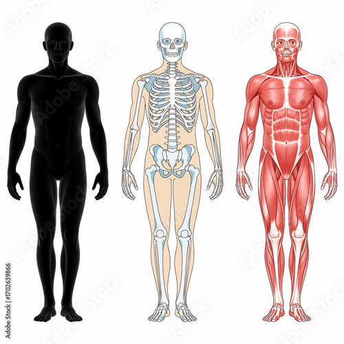 Confidently learn human anatomy with detailed skeletal and muscular system diagrams for educational and medical use